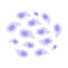 Cell Migration/Invasion assays